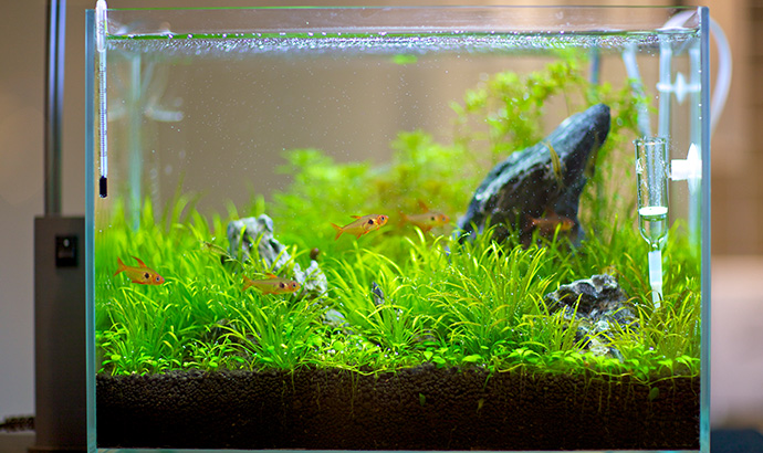 観賞魚の水槽に利用するとき