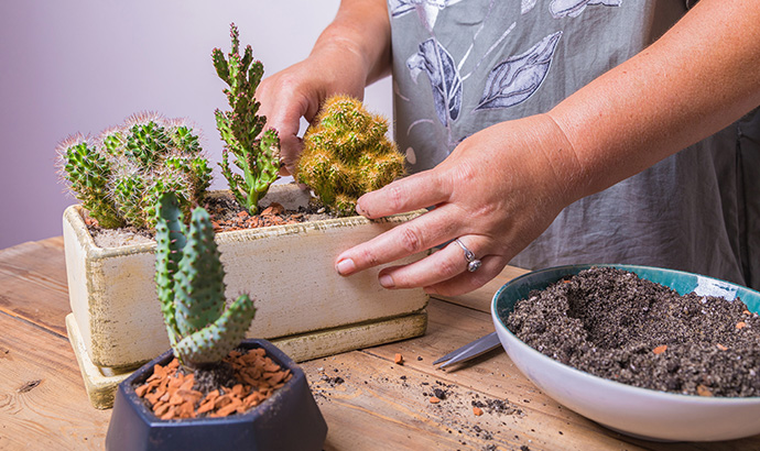 サボテンは植え替えをするべき?