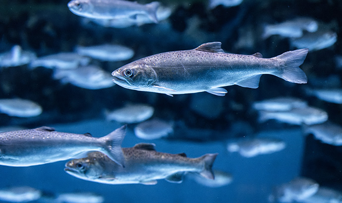 生態系への影響