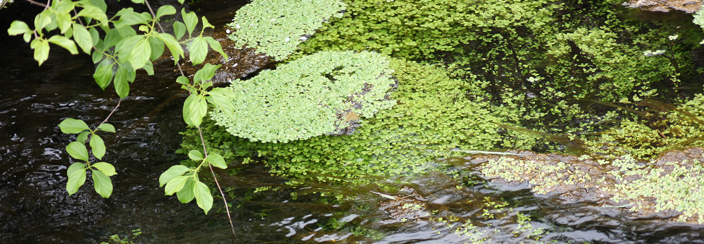 バナジウム天然水はどんな水？期待される効果や注意点も解説