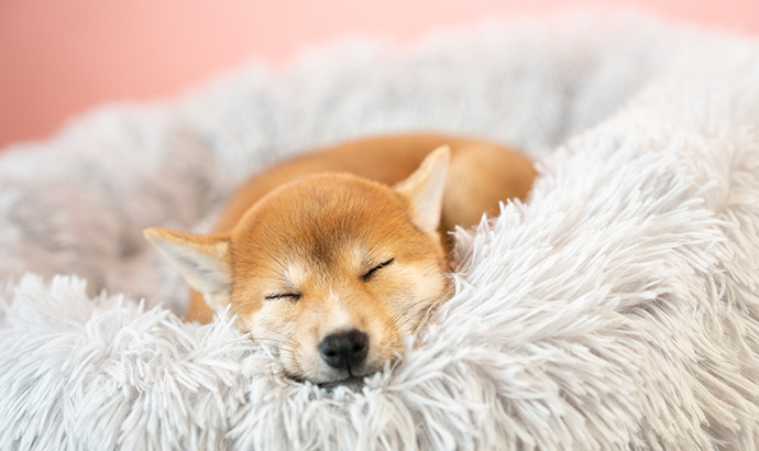 子犬や老犬の場合は？