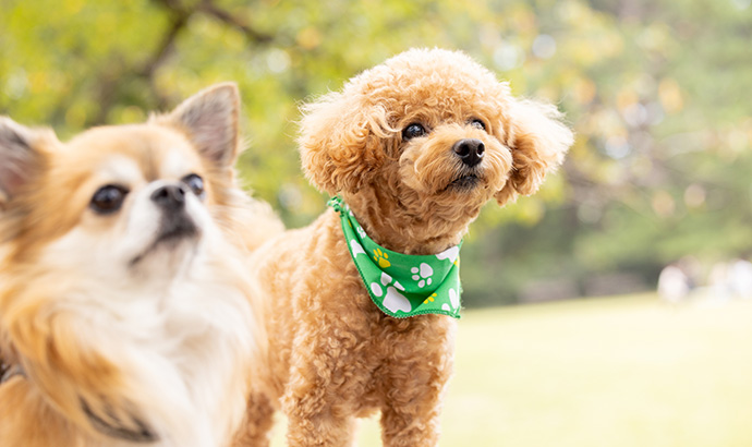 犬が麦茶を飲むことにメリットはある？
