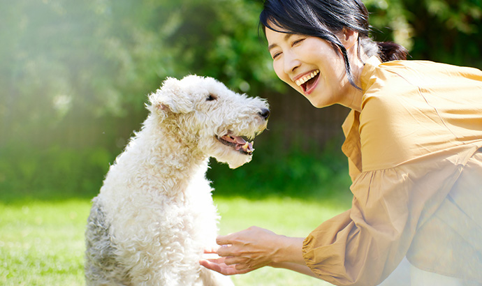 犬に麦茶を与える際の注意点