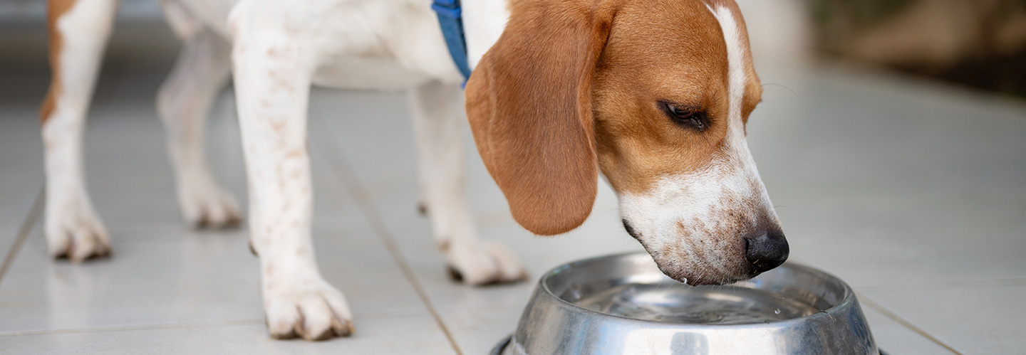 犬に麦茶を飲ませても大丈夫？与える際の注意点についても解説
