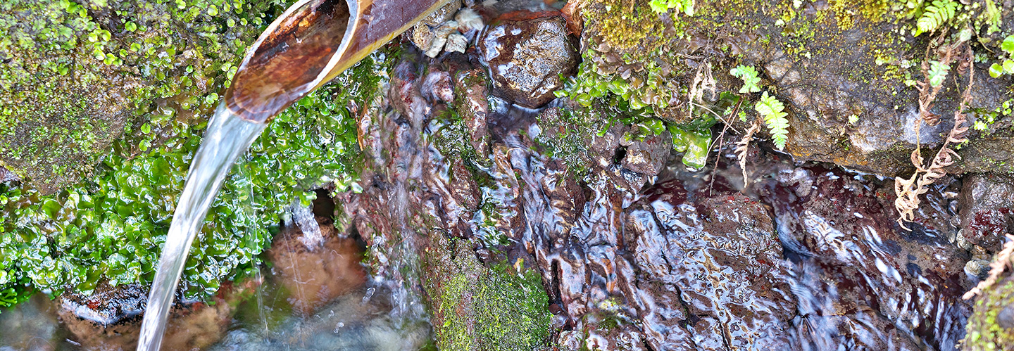湧き水は飲んでいいの？安全に飲める方法や注意すべき点について解説