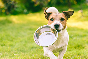 犬はミネラルウォーターを飲んでも大丈夫？水道水やウォーターサーバーについても解説