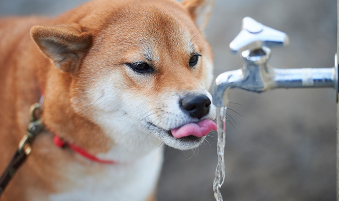 犬にミネラルウォーターを与えても大丈夫？