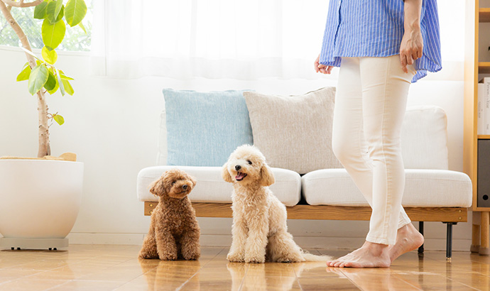 犬におすすめの水の種類とは