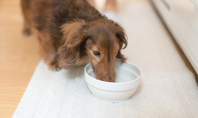 犬の飲み水としてウォーターサーバーはあり？