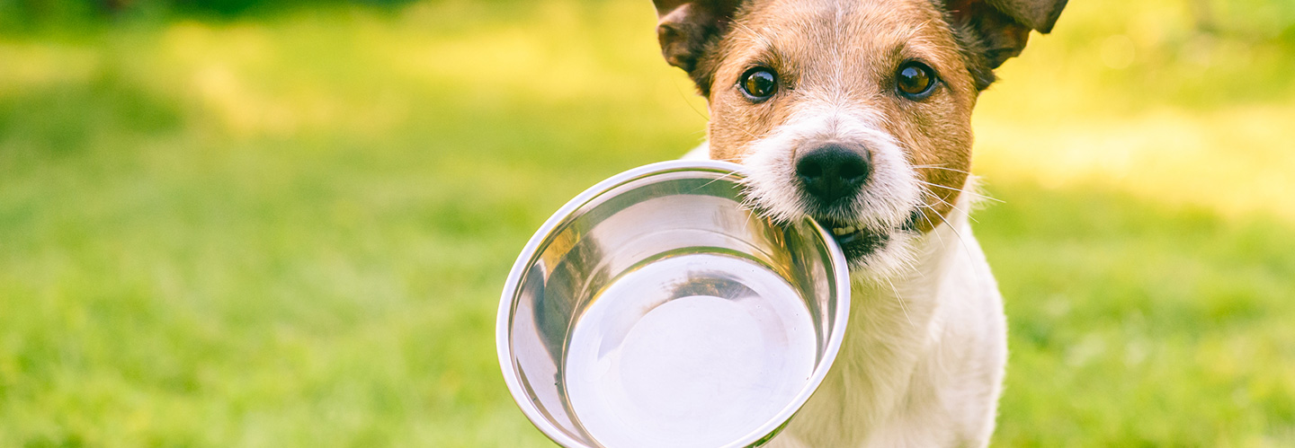 犬はミネラルウォーターを飲んでも大丈夫？水道水やウォーターサーバーについても解説